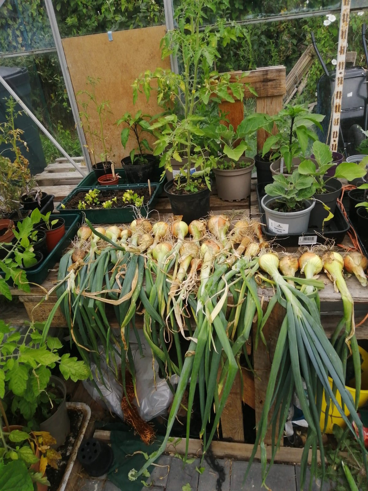 Vegetables grown in the shared garden